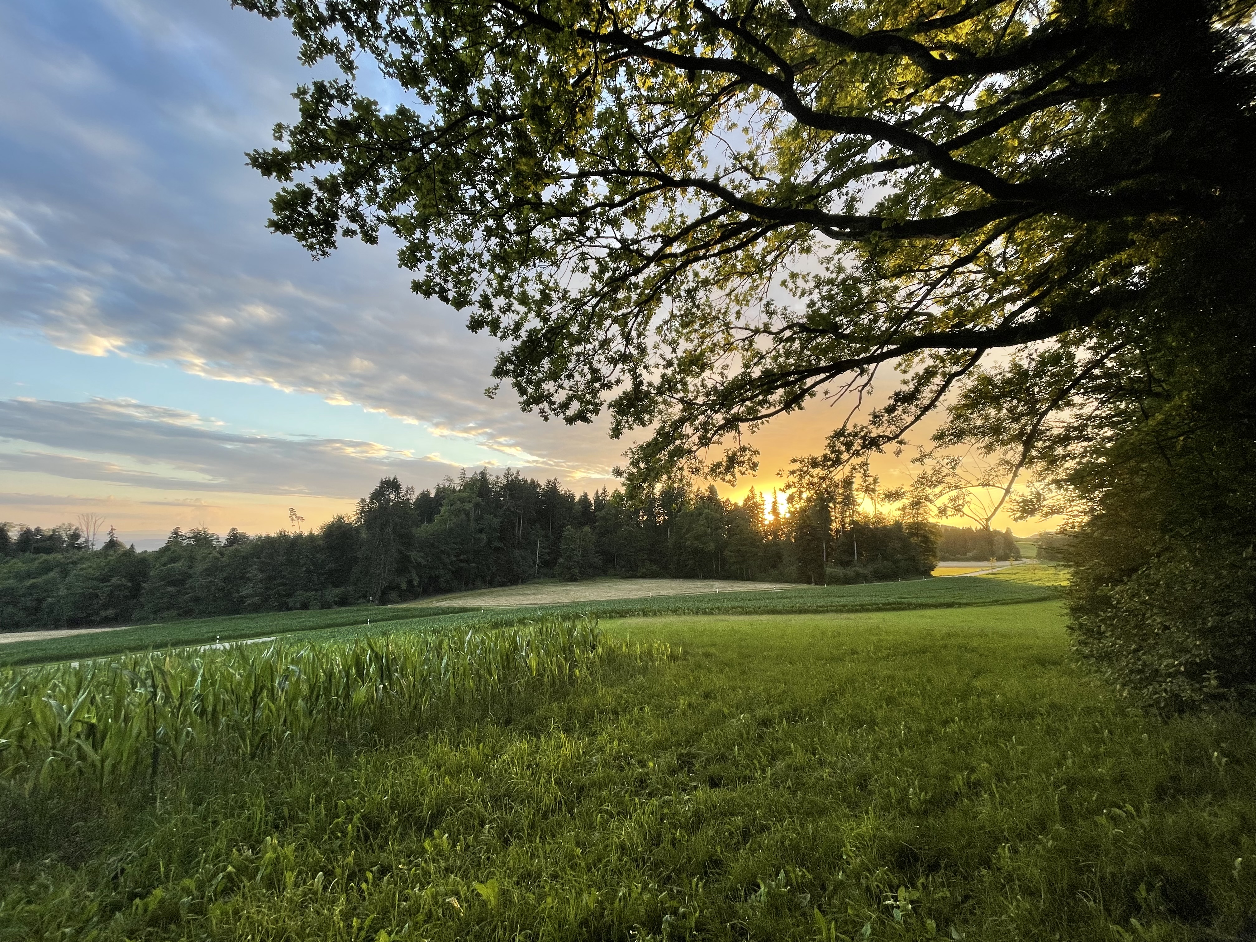 Weidschuerli 3